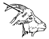  Diagram showing where to shoot the goat behind the horns in line with the animal's mouth 