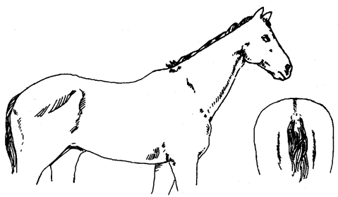 Diagram of horse in good condition, described in text to follow