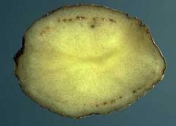 Cross-section of a potato tuber with a brown discoloured vascular ring about 1 centimetre inside the potato skin