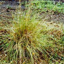 Chilean needle grass tussock