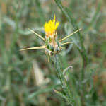 Yellow flower of the St Barnaby's thistle