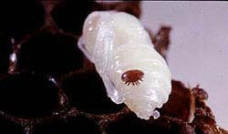 White worker bee pupa with reddish brown Varroa mite attached