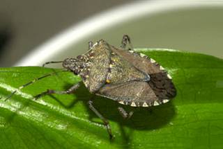 Photo of an adult BMSB on a green leaf.