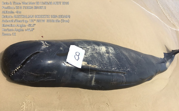 Stranded pilot whale carcass