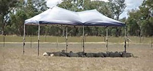 A group of sheep are resting under a shade tent on a hot sunny day. 