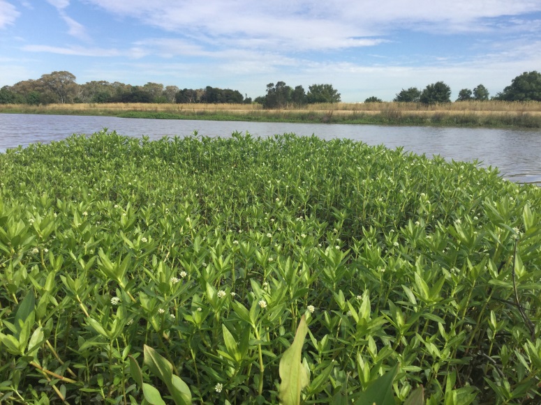Infestation of alligator weed by water 