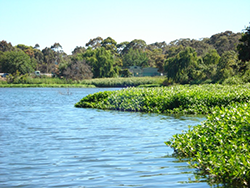 A large infestation of alligator weed growing over a waterway