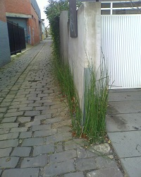 Horsetail growing in a suburban laneway