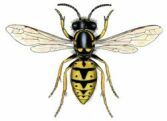 European wasp Vespula germanica is bright yellow and black, and less hairy than bumblebees or honeybees