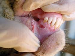 The inside of a sheep's mouth showing gum erosion