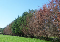 Row of trees dying from cypress canker at various stages