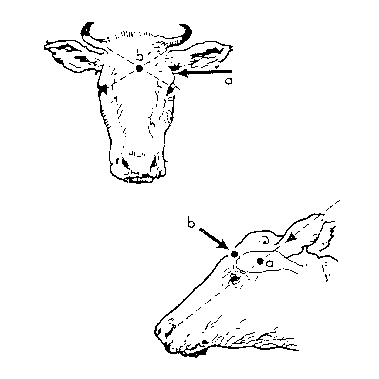 Diagram of head of cattle showing the correct angles for the frontal method and temporal method of humane destruction
