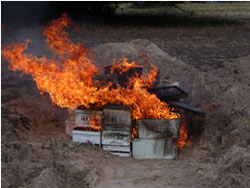 Destruction of AFB infected hives by fire in a pit
