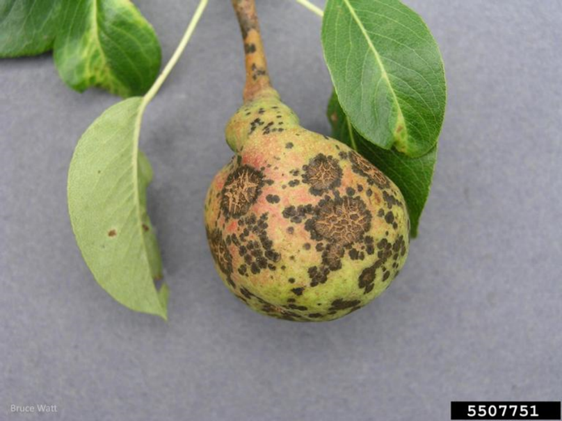 Infected misshapen pear with severe lesions