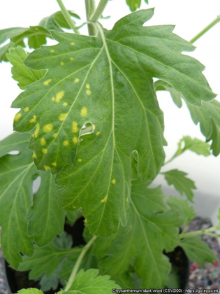 Leaves with yellow spotted symptoms of Chrysanthemum stunt viroid