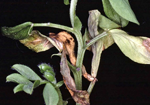 Photo of plant with premature leaflet drop and stem dieback
