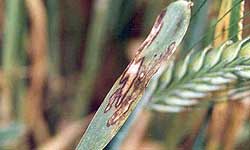 Photo of barley leaf blades and sheaths covered in straw-coloured lesions with brown margins