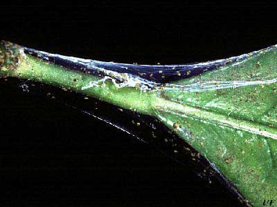 Leaf and stem with webbing caused by two-spotted mite
