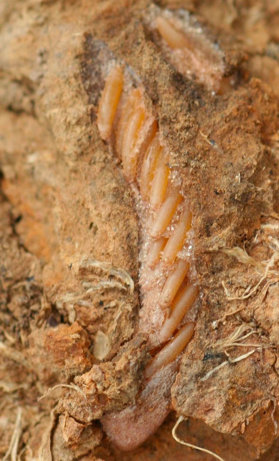 Australian plague locust biology and behaviour Australian Plague