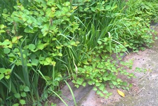 Japanese knotweed (dwarf form) found growing in a public garden