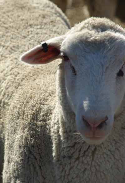 Photo of a sheep facing the camera with an EID tag in the upper part of its right ear, one-third of the way along from the base.