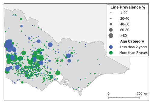 Map of Victoria showing the distribution of grass-seed contaminated sheep - mostly prevalent in the west of the state.