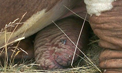Scabbed scrotum of male cattle