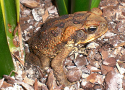 Brown cane toad blending into environment 