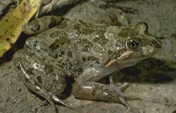 Grey-green frog blending into the dirt