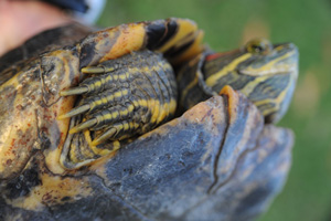 Close up of long claws on turtle