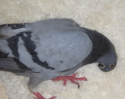 Pigeon with twisted neck
