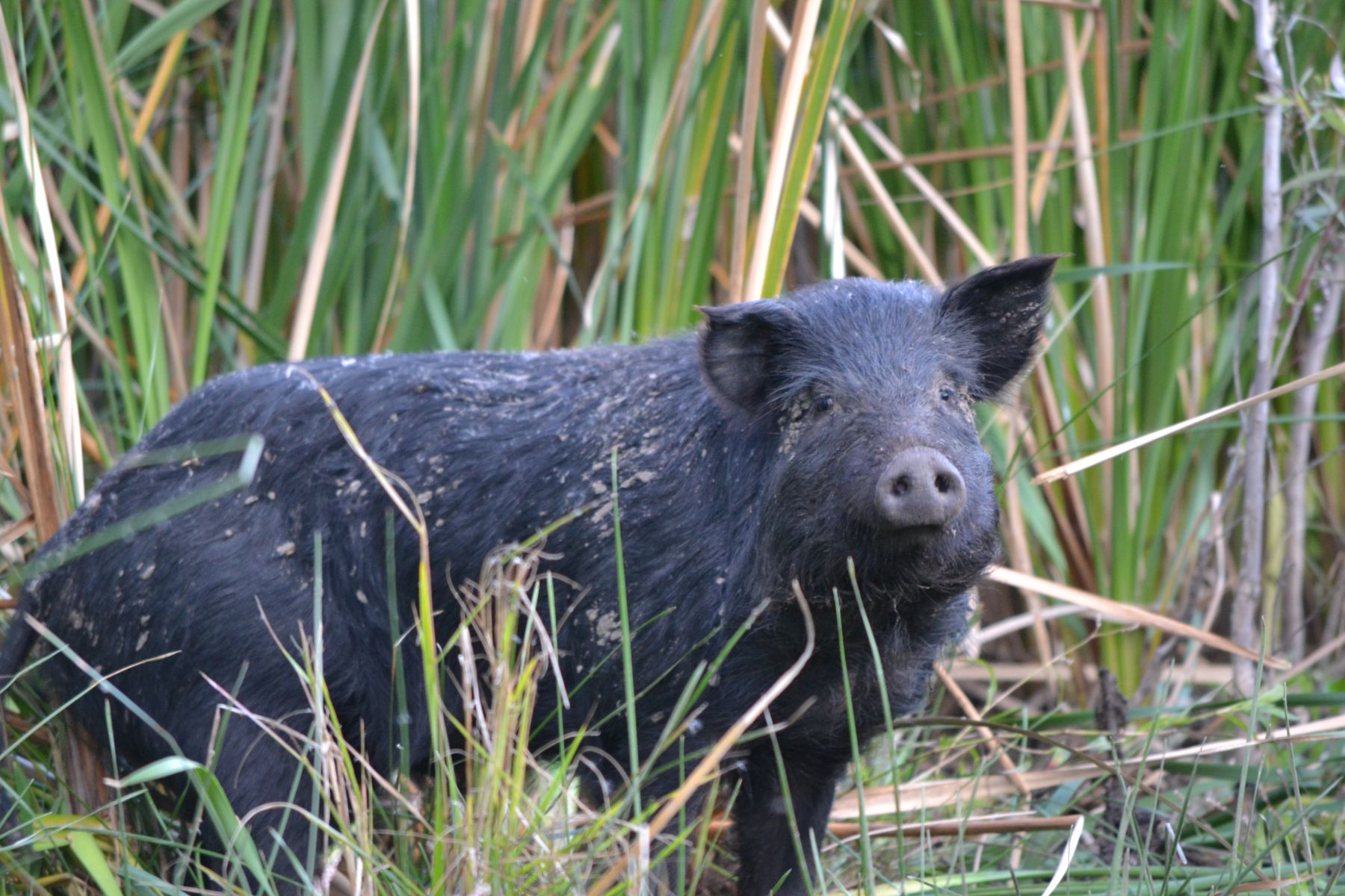 Large feral pig feeding on cumbungi roots along an inland river system.