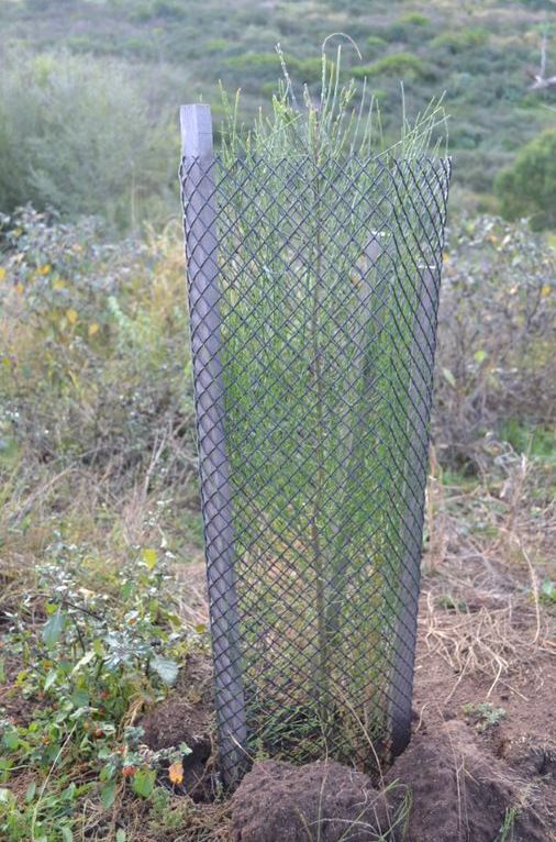 Young tree surrounded by mesh fence for protection against pest animals