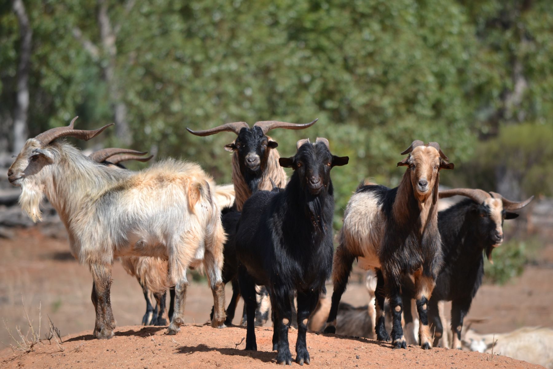 Herd of goats standing on dirt mound, three with black coats, two with lighter coats