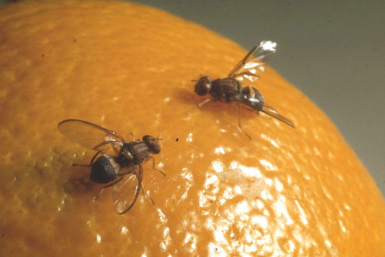 Fruit flies on a piece of fruit.