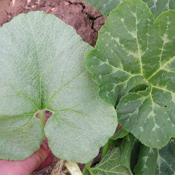 Comparison of dull silvery leaf compared to darker green healthy leaf