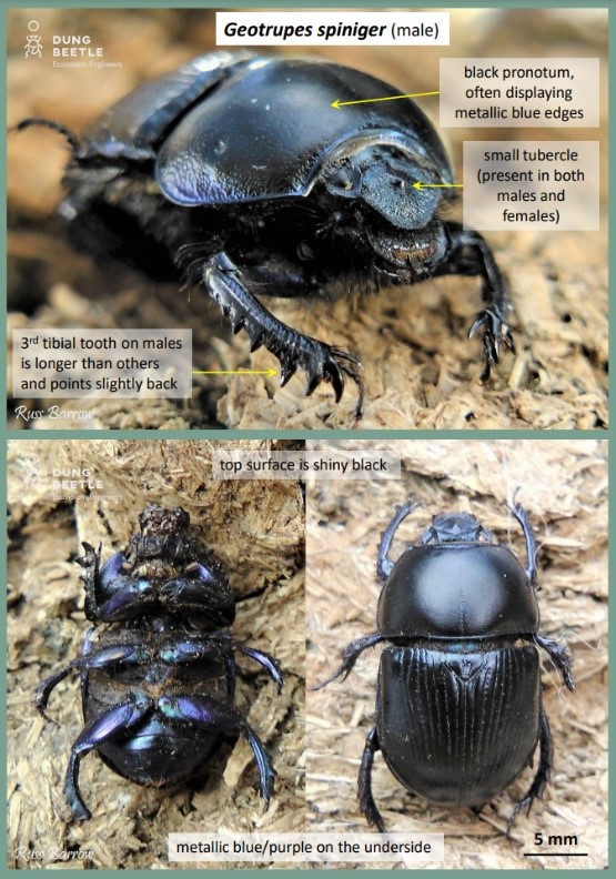 Three photos of large male Geotrupes spiniger dung beetles with metallic blue underside. Arrows point to black pronotum, often displaying metallic blue edges; small tubercle (present in both males and females) and 3rd tibial tooth on males is longer than others and points slightly back. Top surface is shiny black. Metallic blue underside. Scale showing 5 mm. Beetle around 25mm