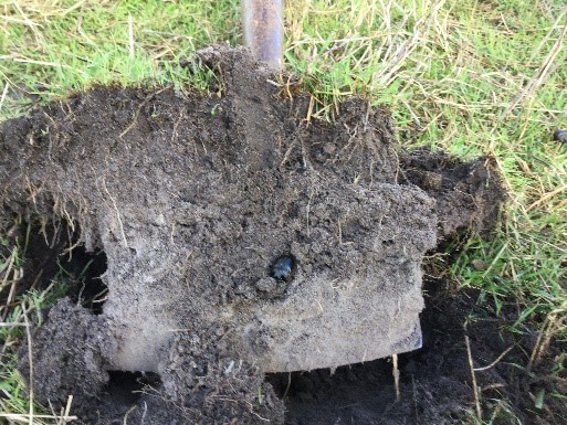 A shovel with soil and a dung beetle buried 15 cm deep