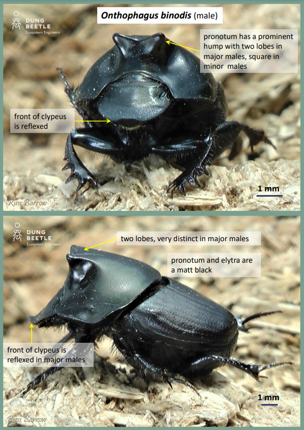 A front on and profile photo of a female, black dung beetle. Labels read: Onthophagus binodis (female), pronotum has a rounded hump, two prominent ridges on the head  matt black pronotum and elytra,  rounded hump on pronotum, two prominent ridges on the head 