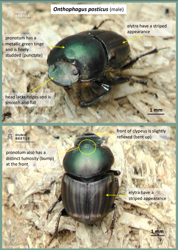 Front on and top down photos of a dung beetle with a green head and striped brown wing covering. Description says Onthophagus posticus (male) Pronotum has a metallic green tinge and is finely studded (punctate)  Head lacks ridges and is smooth and flat Elytra have a striped appearance  Pronotum also has a distinct tumosity (bump) at the front Front of clypeus is slightly reflexed (bent up) Elytra have a striped appearance