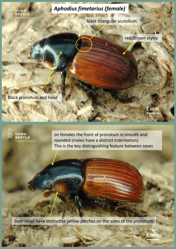 Picture of a dung beetle top-down and side-on with a brown/ red wing covering and black head. Labels read: Aphodius fimetarius (male) Black head and pronotum Red/brown elytra Black triangular scutellum Males have a distinctive indentation at the front of the pronotum that differentiates them from females Both sexes have distinctive yellow patches on the sides of the pronotum