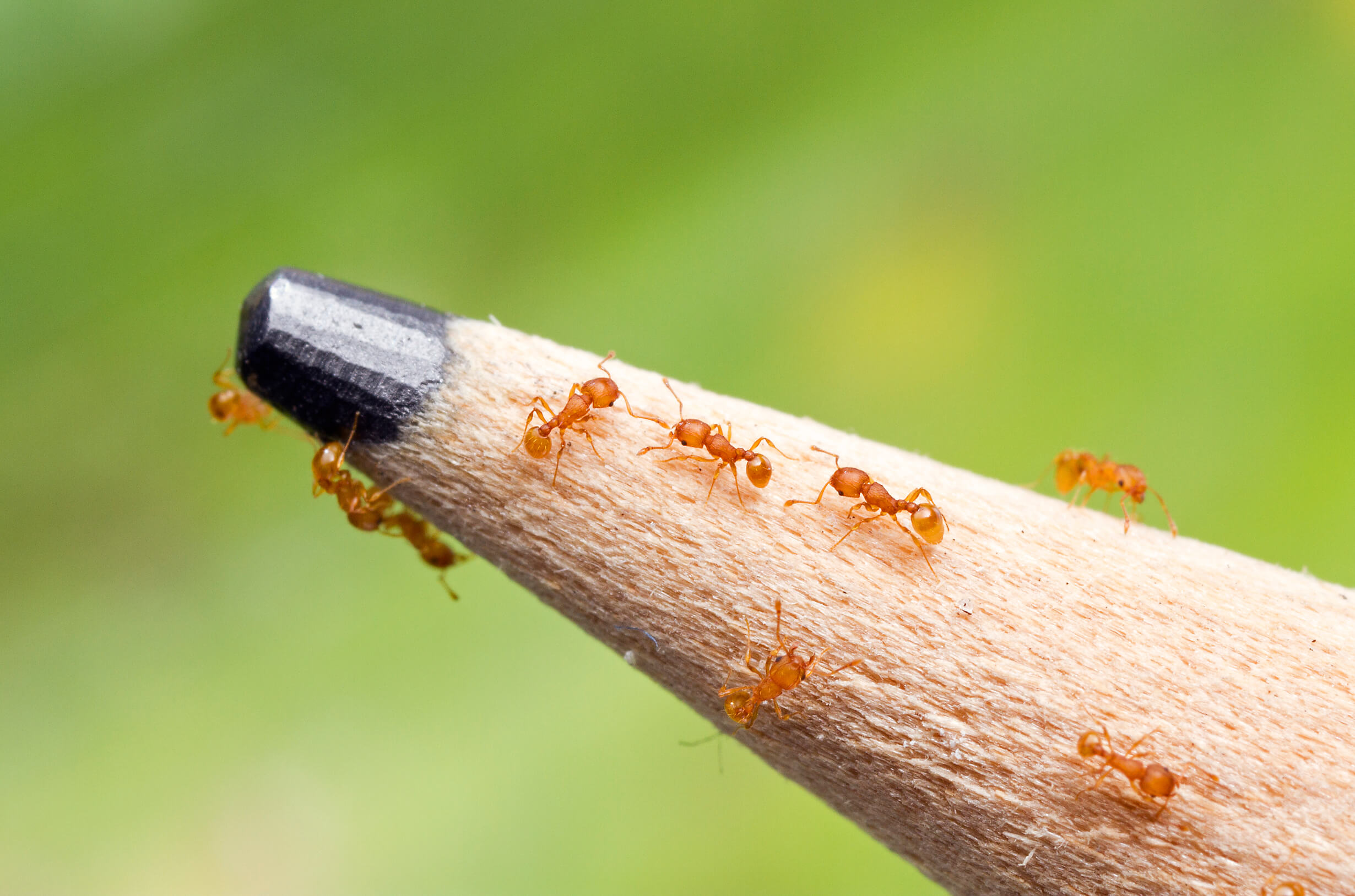 Photo of a pencil tip with nine electric ants to illustrate scale. 