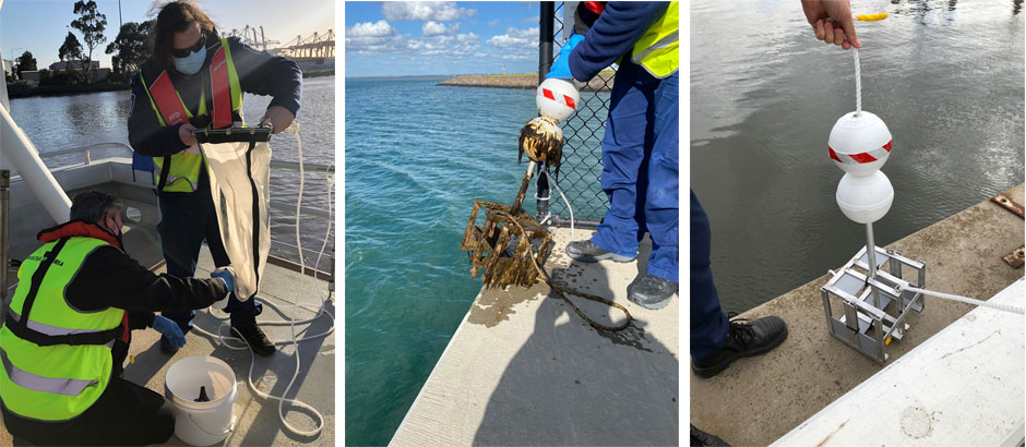 Collage of images. Pic 1: Two people from Port Melbourne and Agriculture Victoria stand on a boat, one holds netting as they extract samples from the Port of Melbourne waters for testing. Pic 2 - An array is retrieved from the port waters and  pictured here being held by a person dressed in personal protective equipment. Marine life grows on the array. Pic 3: An array - an aluminium and PVC device to attract marine life growth - is pictured on the jetty beside the sea water of the port, before it is put into the water.