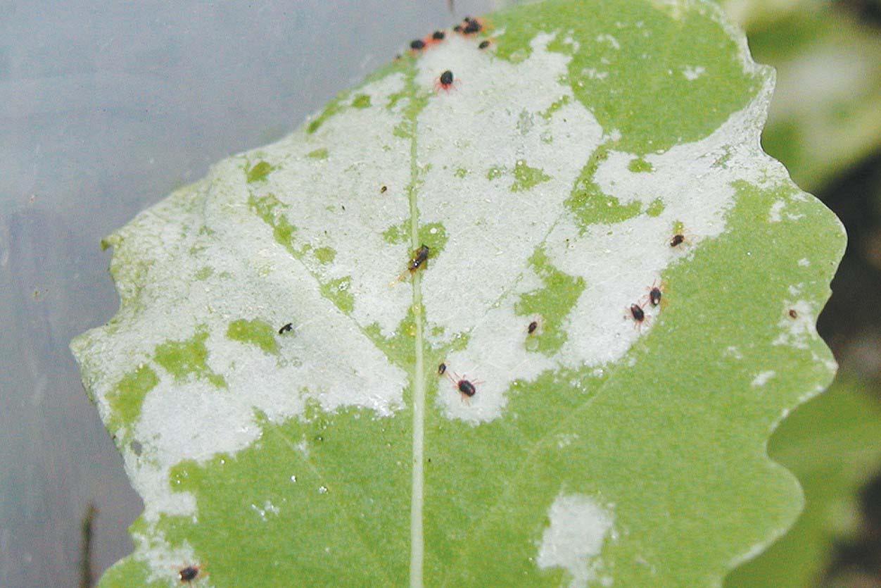 Photo of canola leaf with large white areas of blue oat mite feeding damage and blue oat mites.