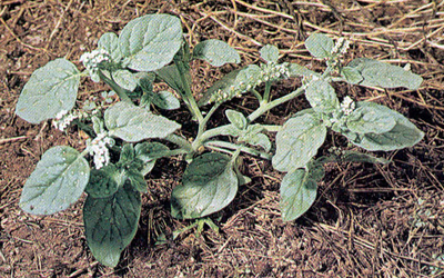 Heliotrope plant with rounded leaves