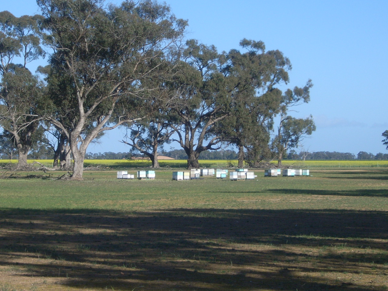 bee hives placed in paddock under a stand of gum trees