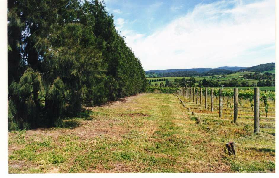 Casuarina trees (on the left) acting as a vegetative barrier for the vineyard