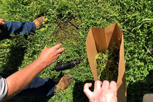 Pasture, grass cutting tool, pasture cut calibration square tool, paper bag with cut grass sample inside, field officer's hands collecting pasture cuts.