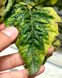 Distorted tomato leaf (Olmedo-Velarde et al. 2017)