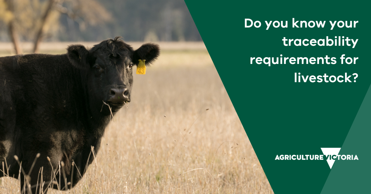Image shows black cow looking at camera standing in paddock. Text reads: Are your livestock wearing a NLIS tag?
